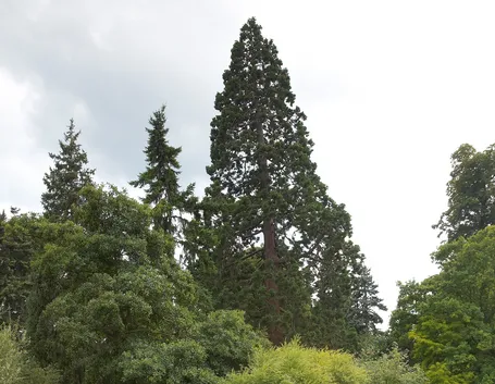 Sequoia