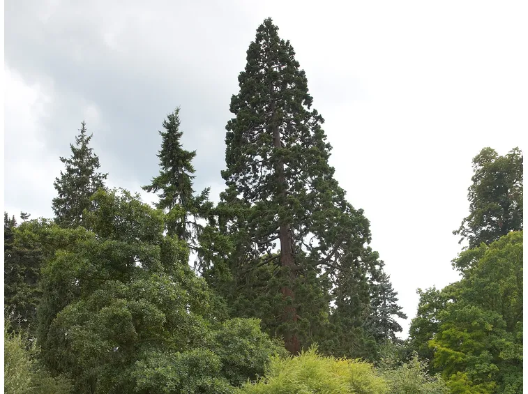 Sequoia
