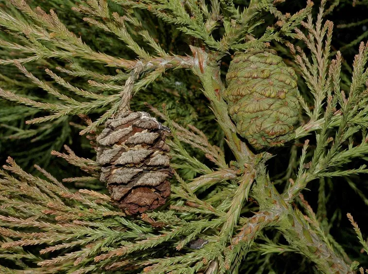 sequoiadendron giganteum