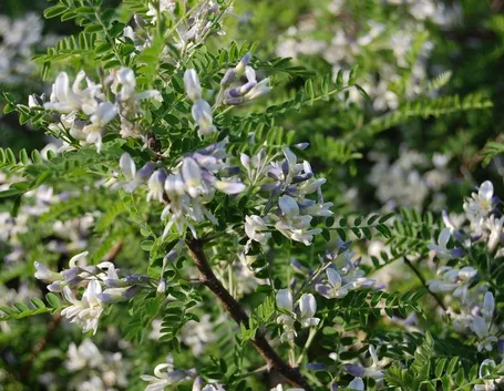 Sophora