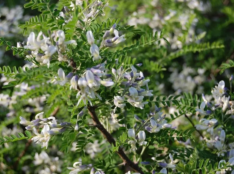 Sophora