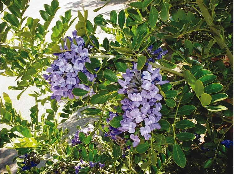 sofora con fiori viola