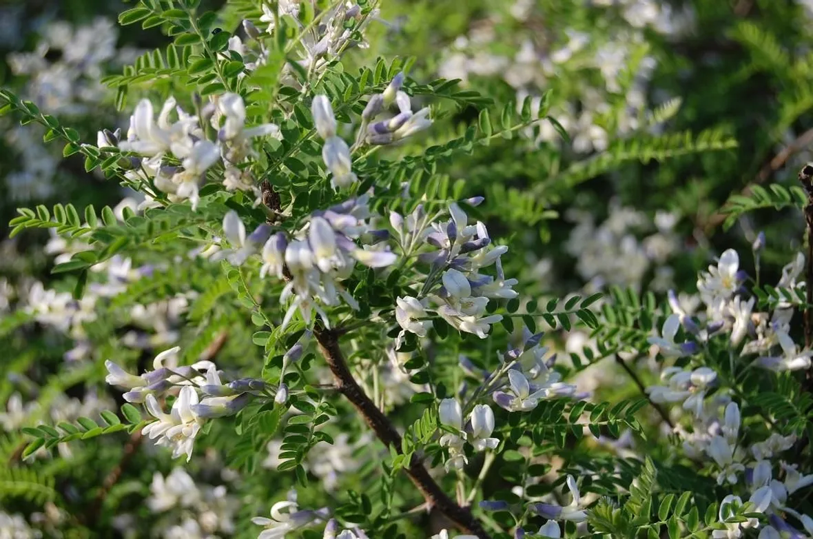 Sophora