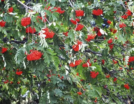 Fronde Sorbo degli uccellatori