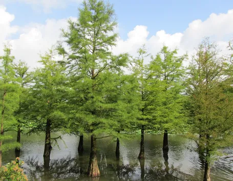 Taxodium albero