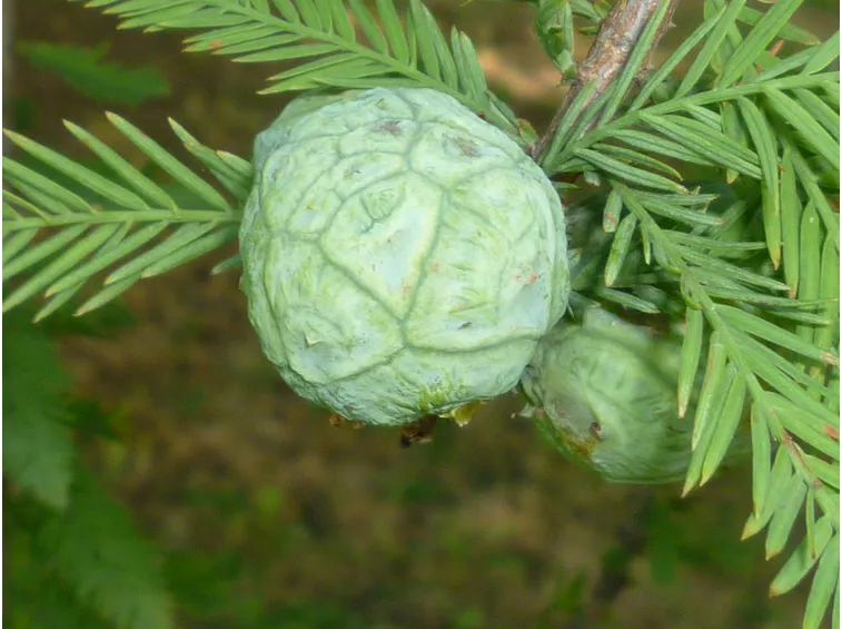 cipresso calvo