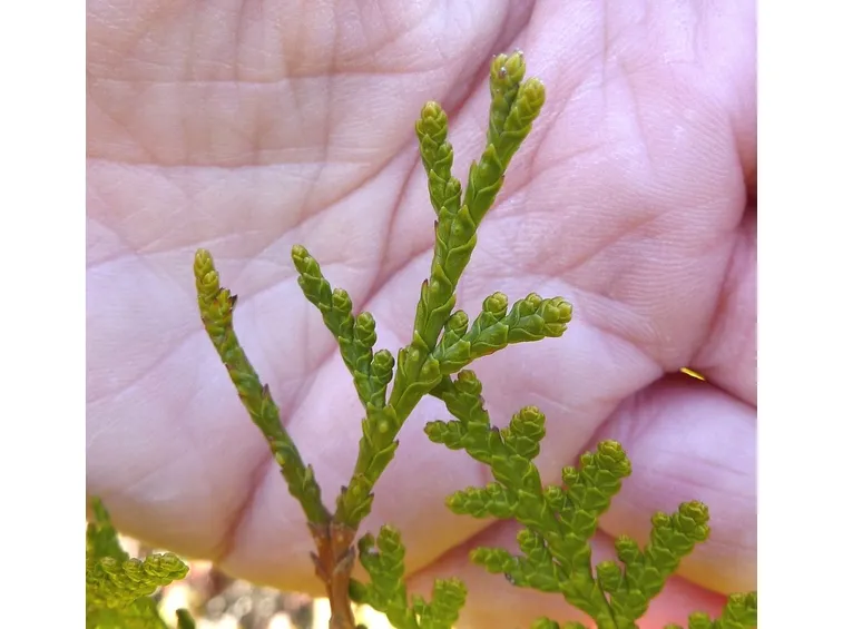 Thuja koraiensis