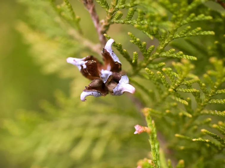 Thuja standishii