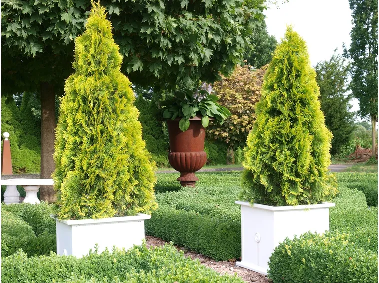 thuja occidentalis smaragd