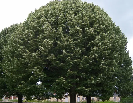 Albero tilia tomentosa