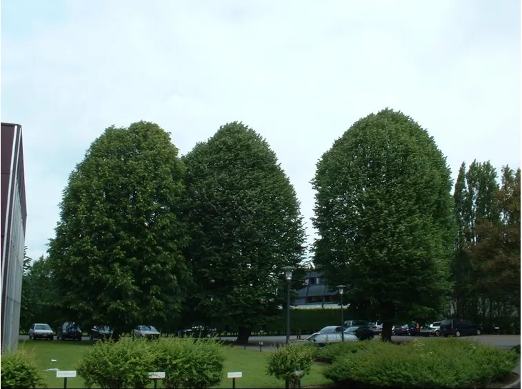 Viale tilie tomentose