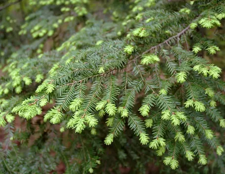 tsuga canadensis