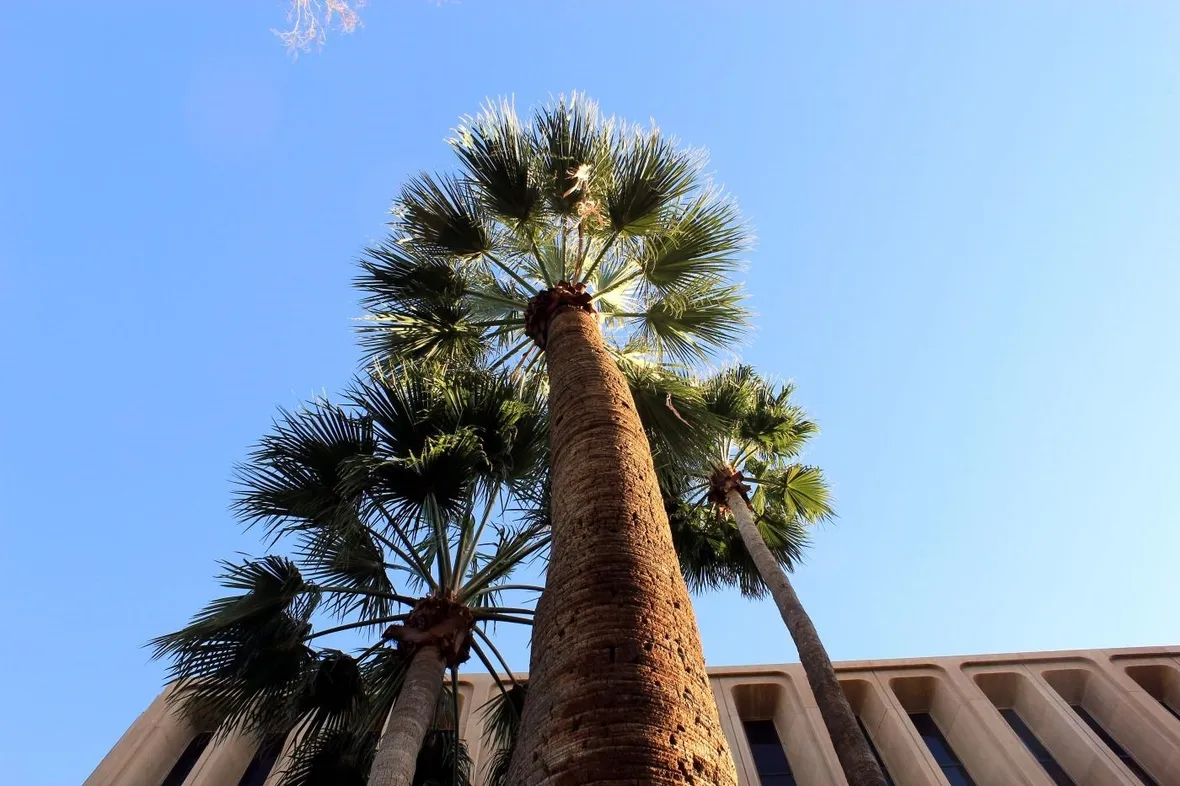 Palma - fronda
