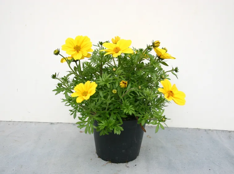 Bidens