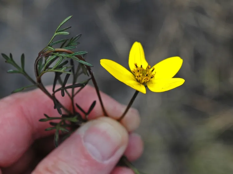 Bidens