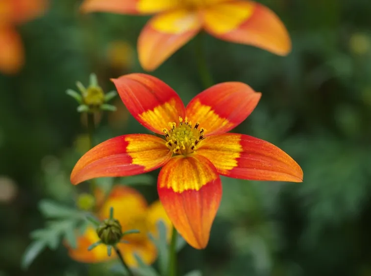 bidens piante