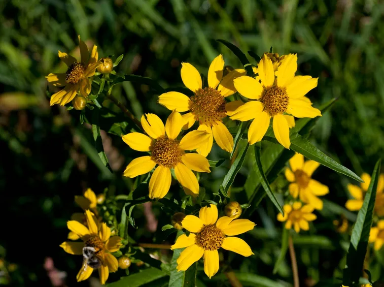 bidens