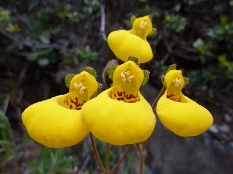 calceolaria biflora