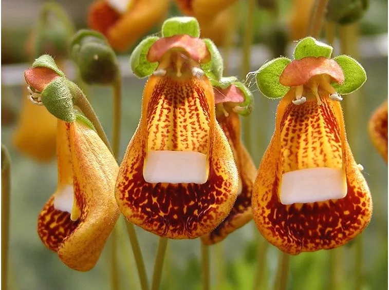 calceolaria walter shrimpton