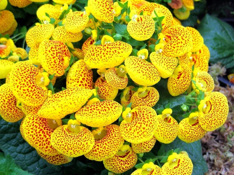 calceolaria