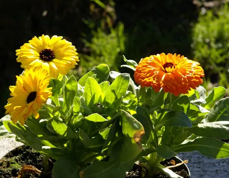 Calendula