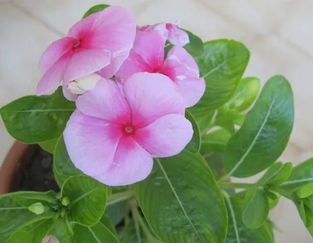 Vinca