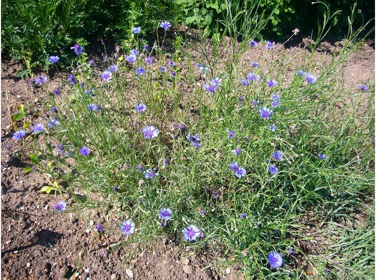 fiordaliso
