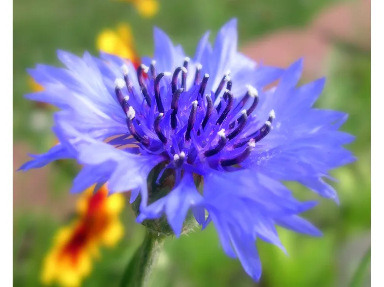 Fiordaliso
