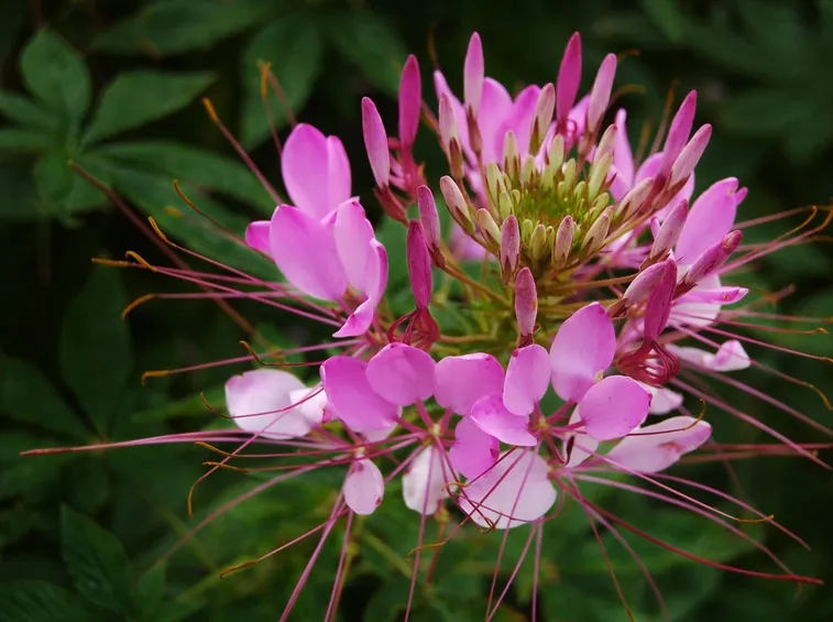 Cleome