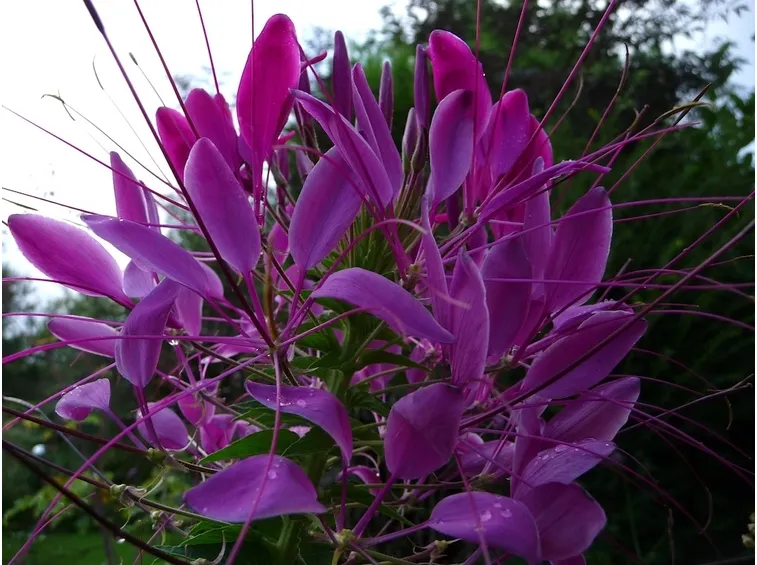 Cleome