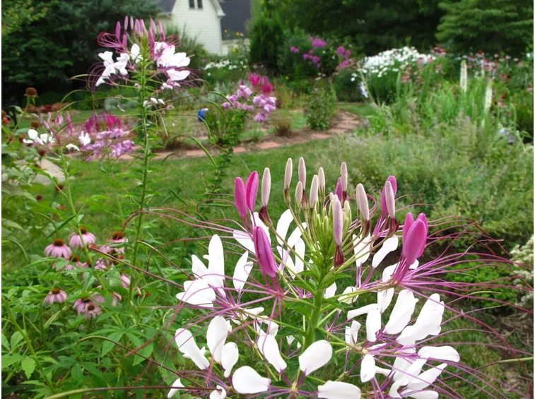 cleome
