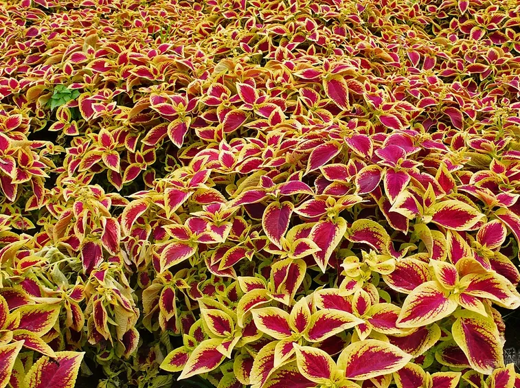 Coleus blumei