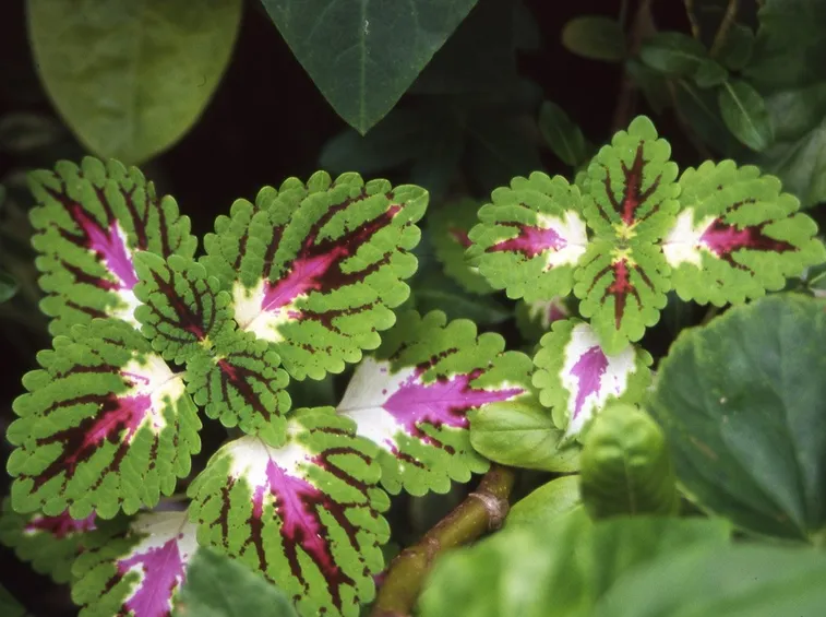Coleus