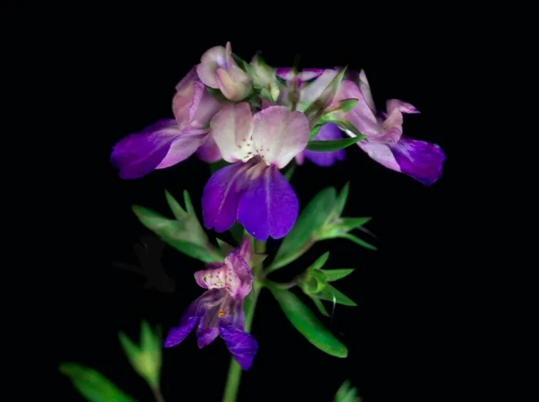 Collinsia