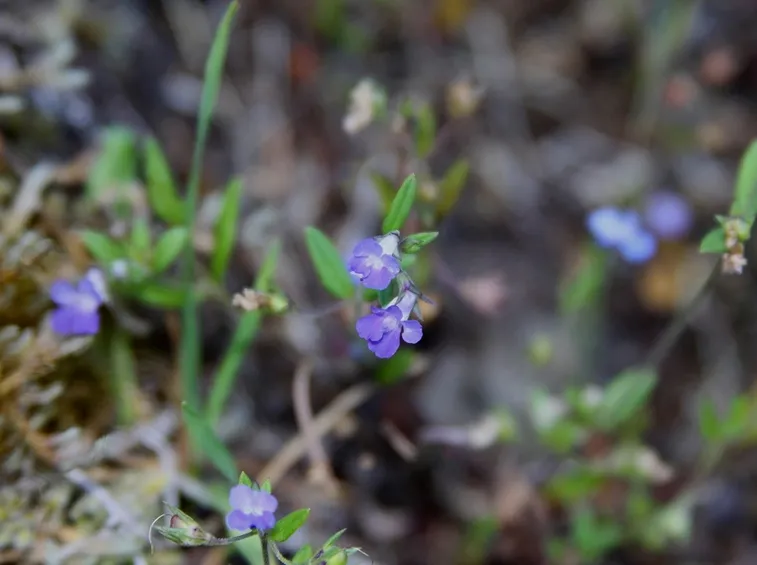 collinsia