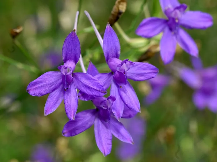 Delphinium