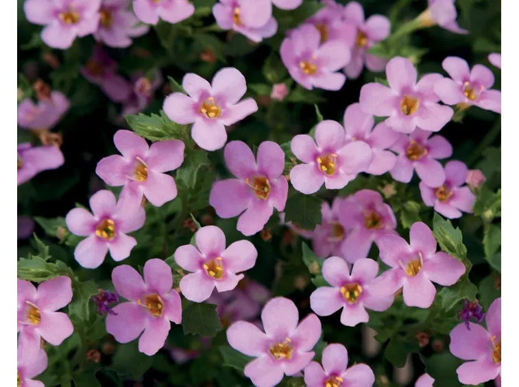 diascia