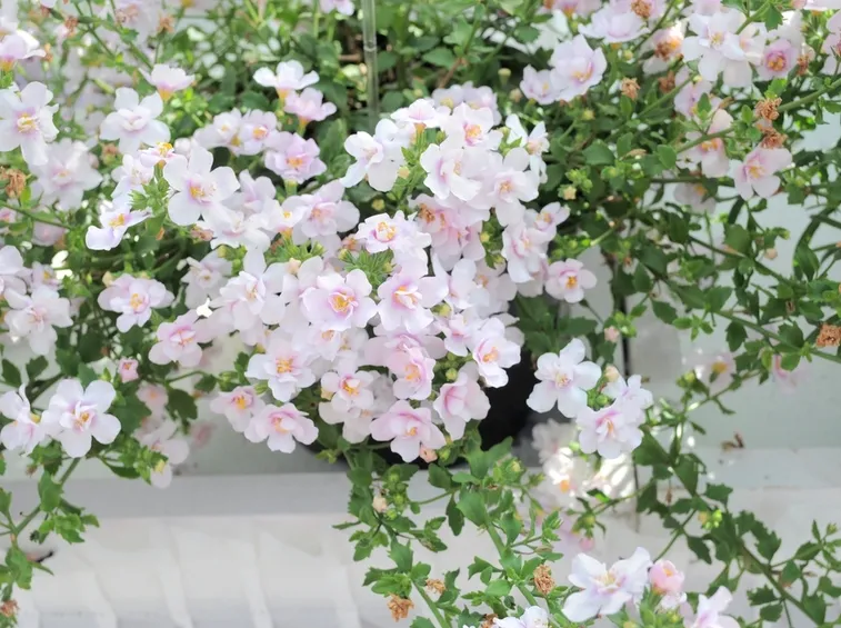 diascia