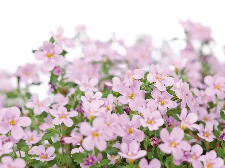 diascia