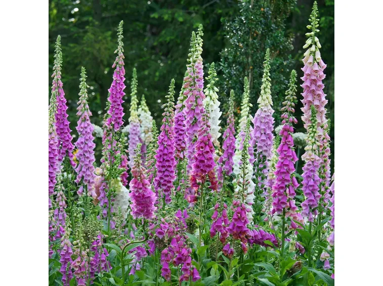 digitalis purpurea