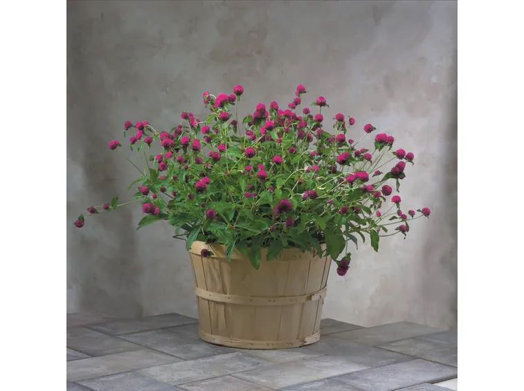 gonfrena fiore