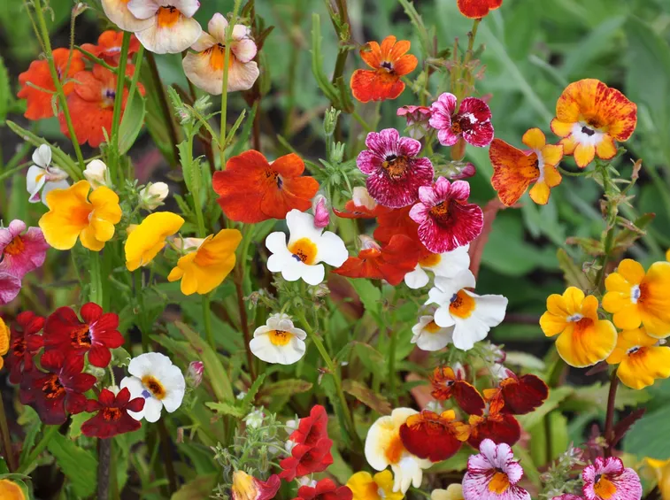 Nemesia
