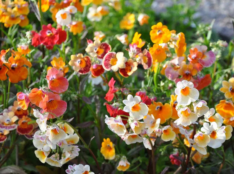 Nemesia