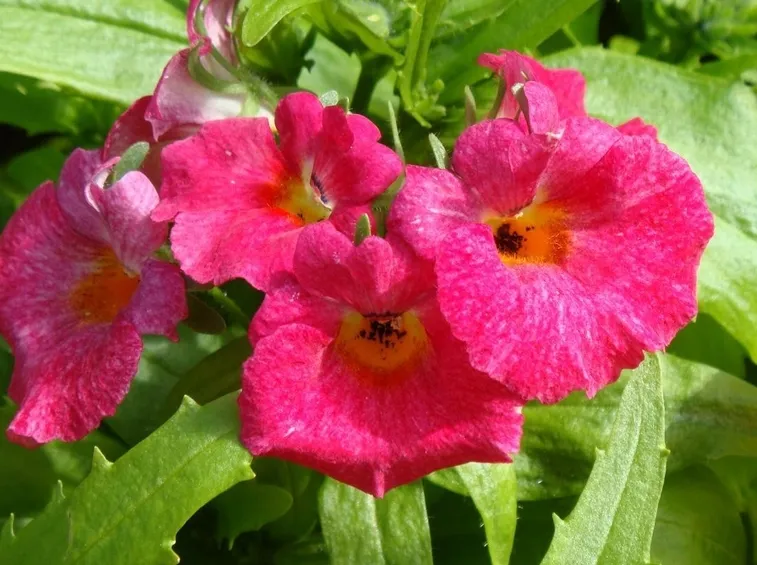 nemesia strumosa