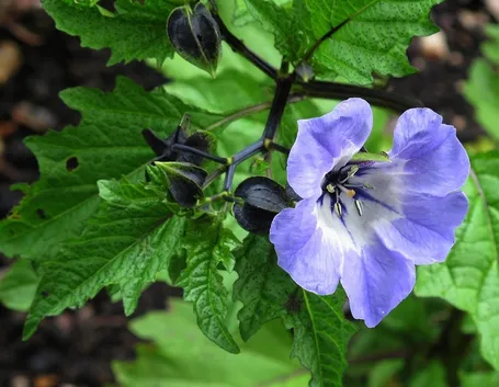 Nicandra