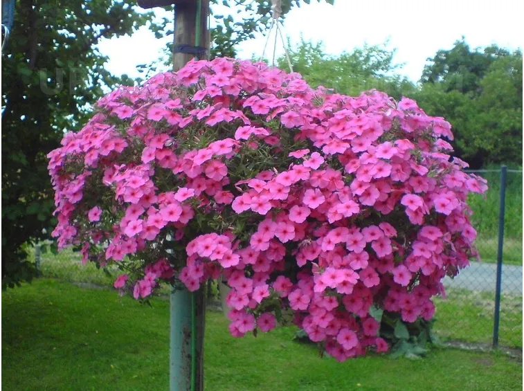 pianta di flox