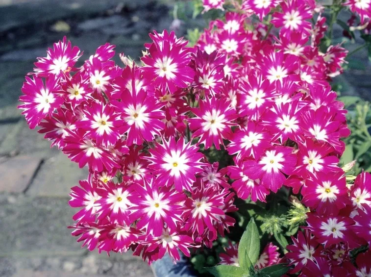 phlox