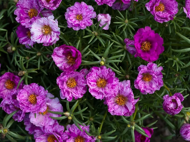 portulaca