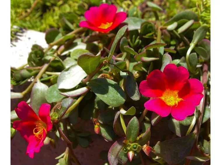 fiori di portulaca
