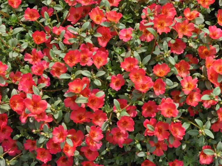 Portulaca